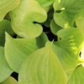 Hosta Post It