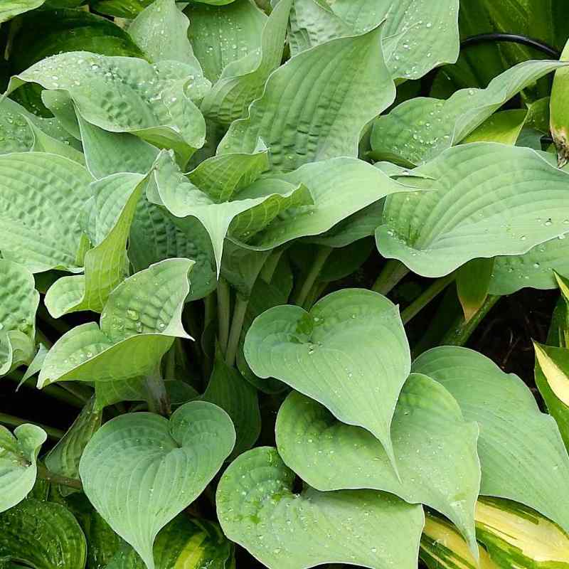 Hosta ‘Purple Haze’