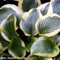 Hosta Queen Josephine