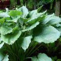 Hosta Queen of the Seas