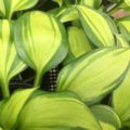 Hosta Rainbow's End