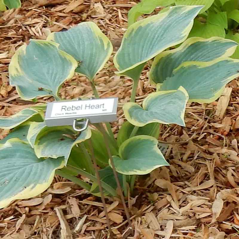 Hosta ‘Rebel Heart’