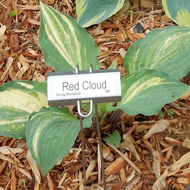 Hosta ‘Red Cloud’