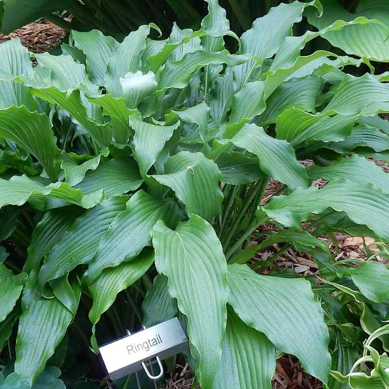 Hosta ‘Ringtail’