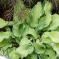 Hosta Ripple Effect