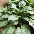 Hosta Rippled Treasure