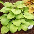 Hosta Rosedale Golden Goose