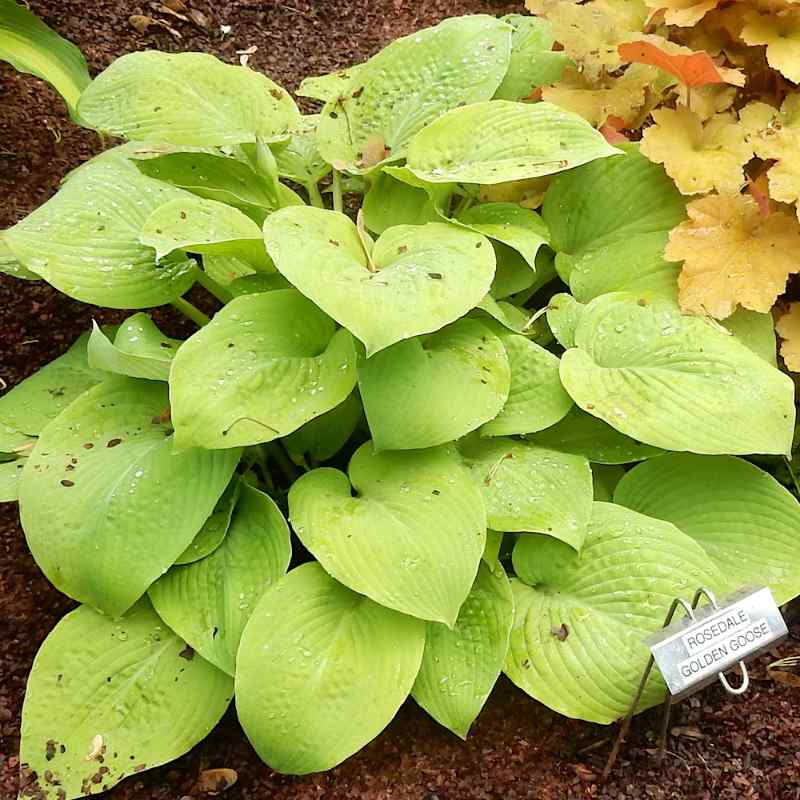 Hosta ‘Rosedale Golden Goose’