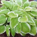 Hosta Saint Elmos Fire