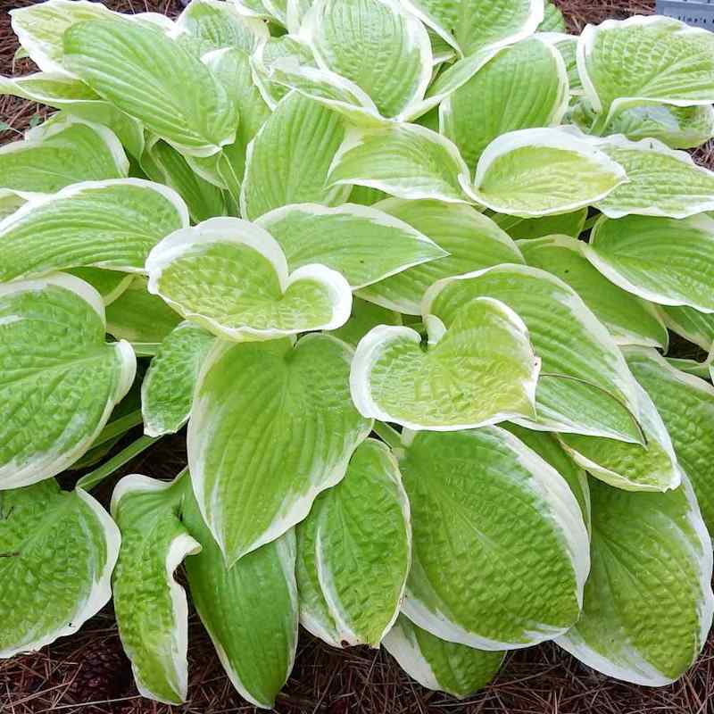 Hosta ‘Saint Elmo’s Fire’