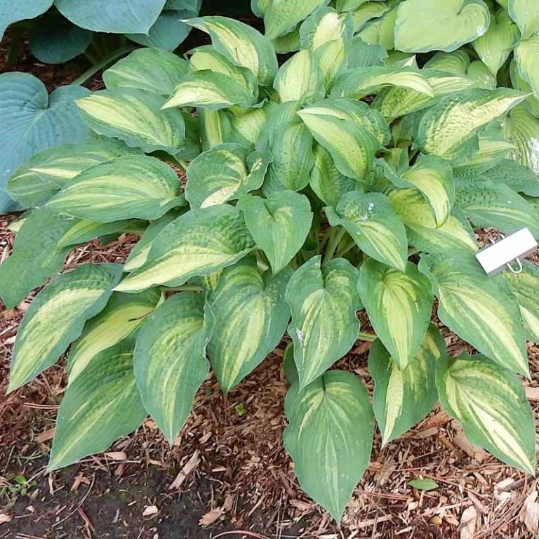 Hosta Sand Pebbels