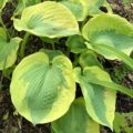 Hosta Sara's Sensation