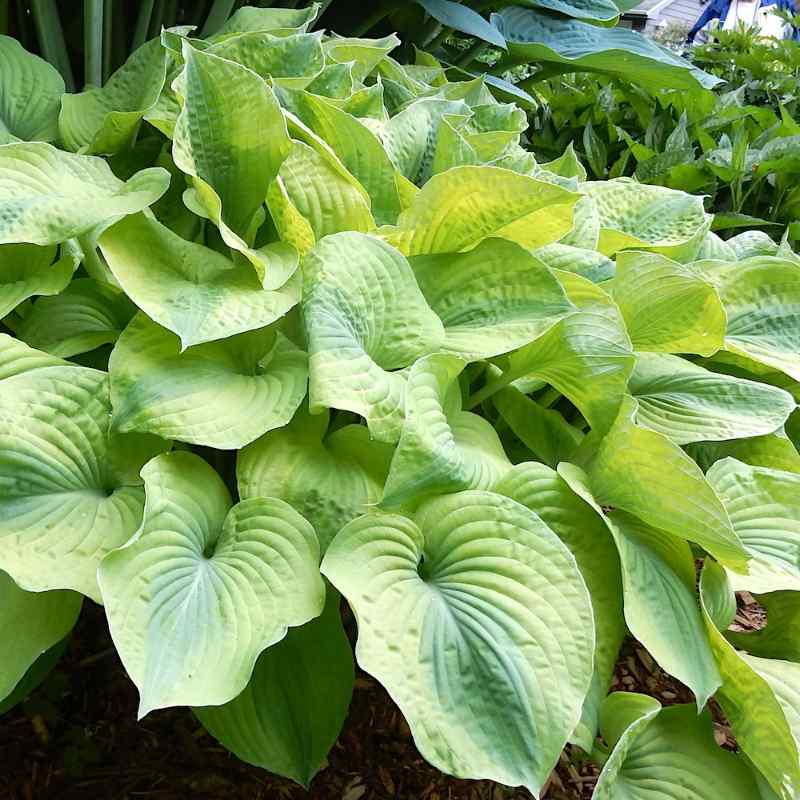 Hosta ‘Seargeant Pepper’