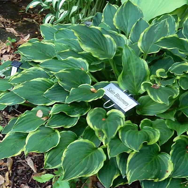 Hosta ‘Satin Bloomers’