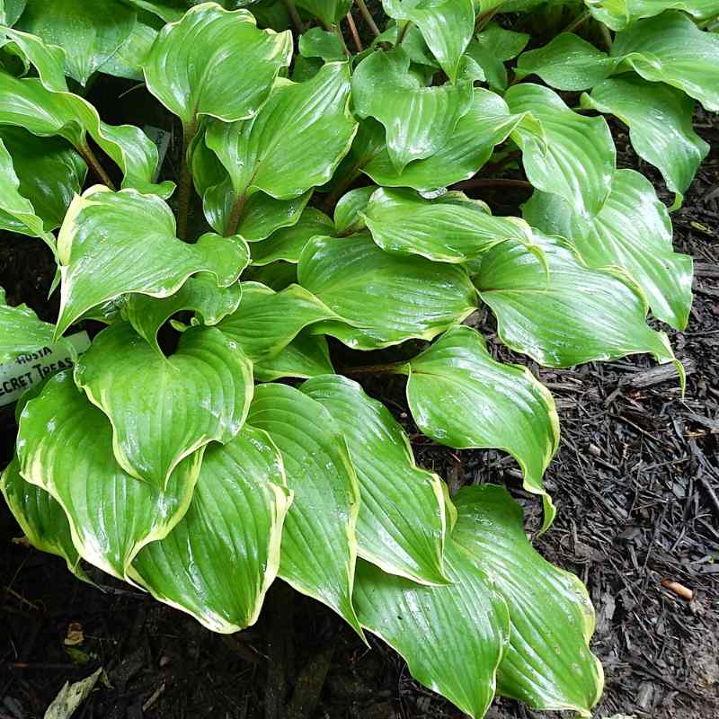 Hosta Secret Treasure