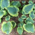 Hosta Seducer