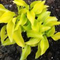 Hosta Shiny Penny