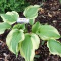 Hosta Silk Road