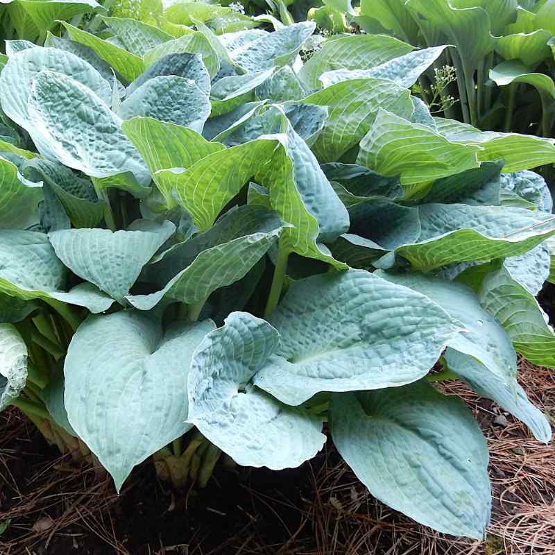 Hosta Silver Bay