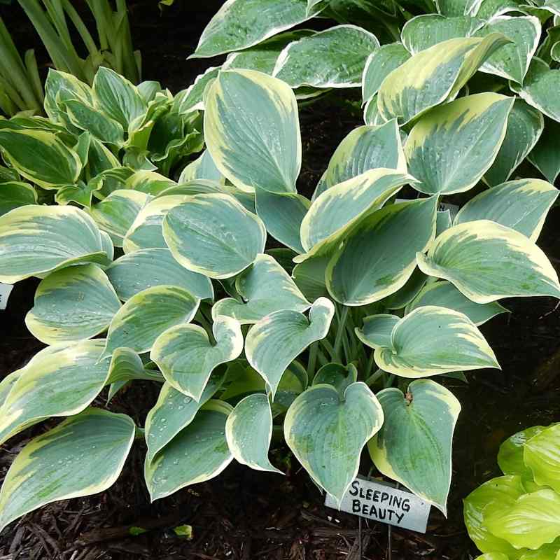 Hosta ‘Sleeping Beauty’