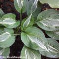 Hosta Snake Eyes