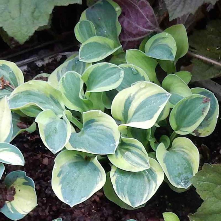 Hosta Snow Mouse