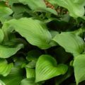Hosta Sparkling Burgundy