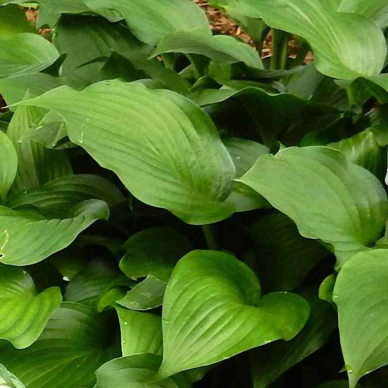 Hosta ‘Sparkling Burgundy’