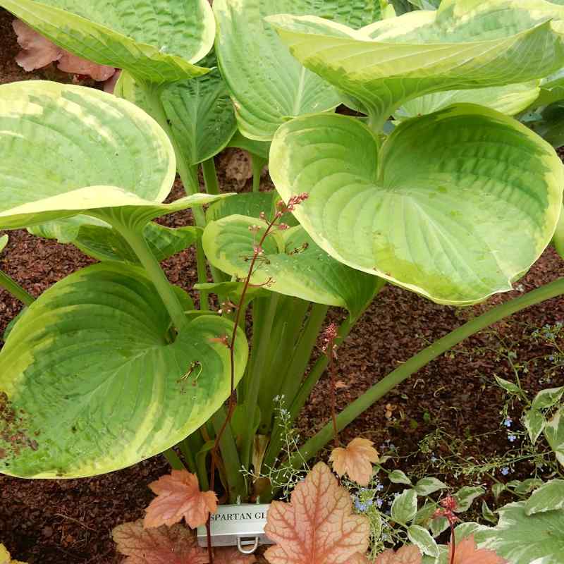 Hosta ‘Spartan Glory’