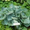 Hosta Spring Love