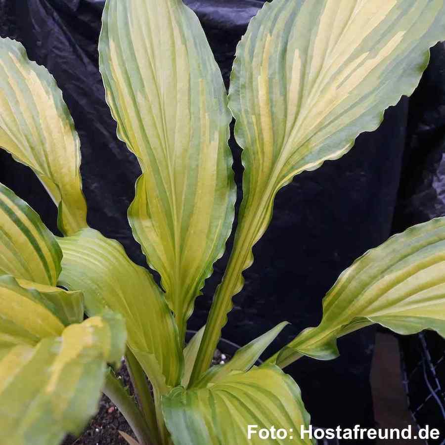 Hosta Spritzer