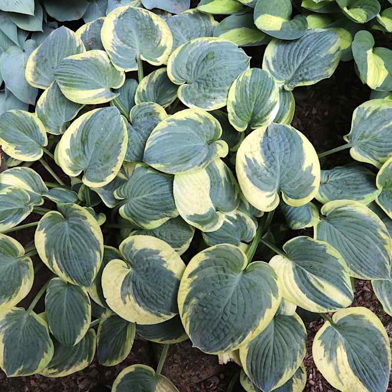Hosta ‘Stepping Out’