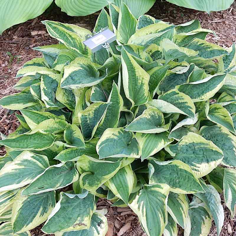 Hosta ‘Stetson’