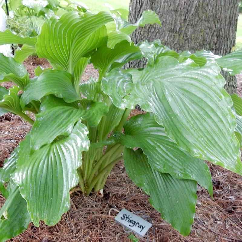 Hosta ‘Stingray’