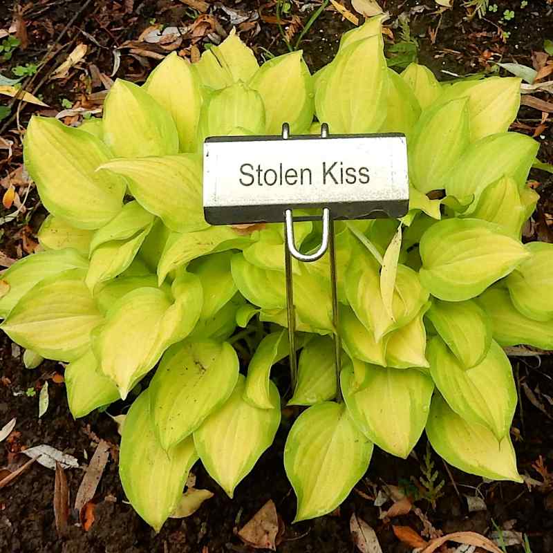 Hosta ‘Stolen Kiss’