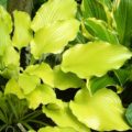 Hosta Summer Warrior