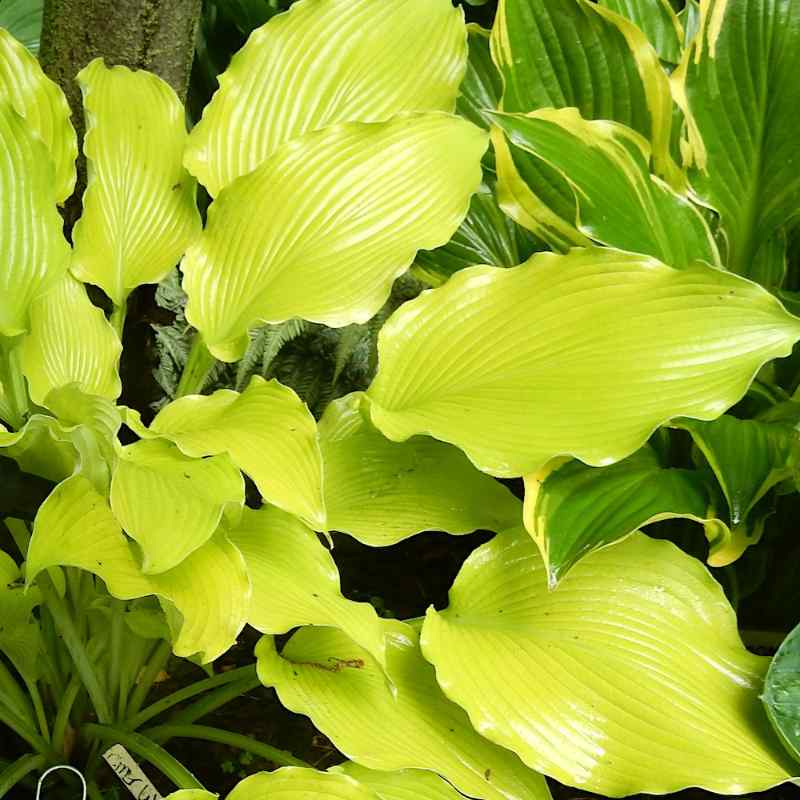 Hosta ‘Summer Warrior’