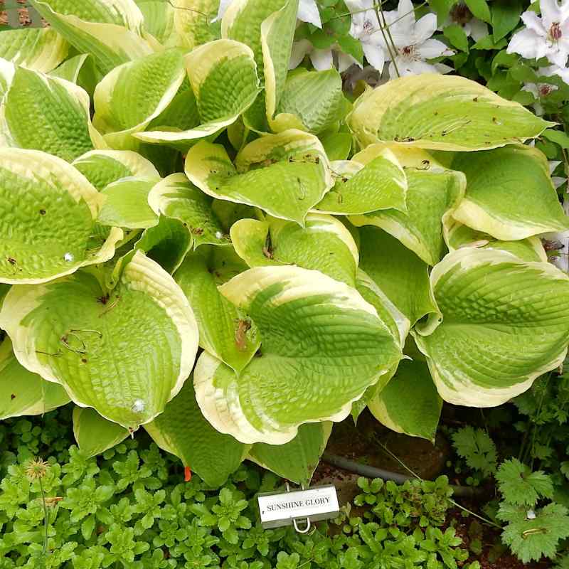 Hosta ‘Sunshine Glory’