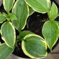 Hosta Swamp Thing