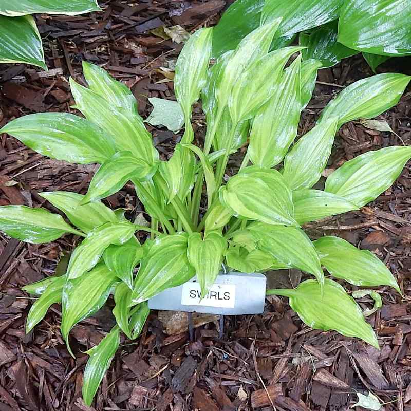 Hosta Swirls