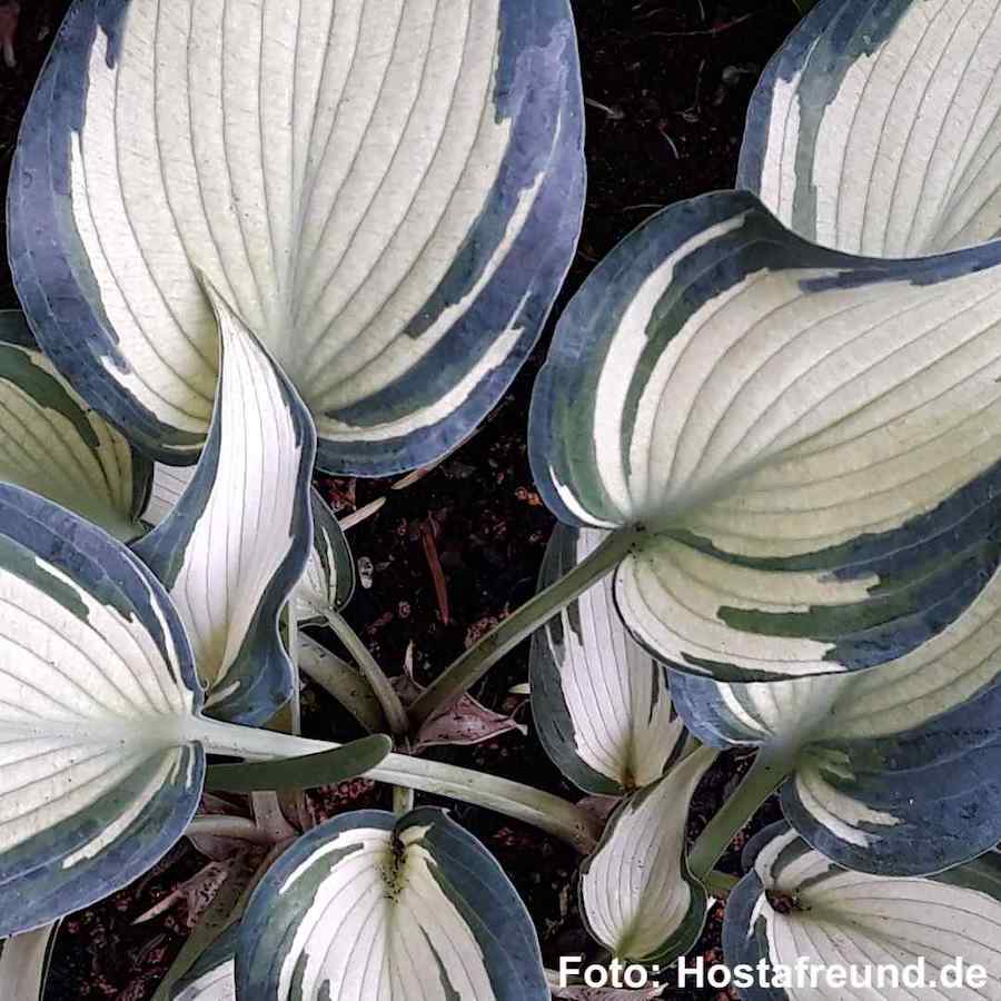 Hosta Teacher's Pride