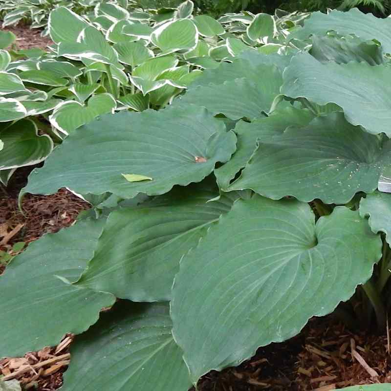 Hosta ‘The Fonz’