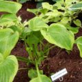 Hosta The Leading Edge