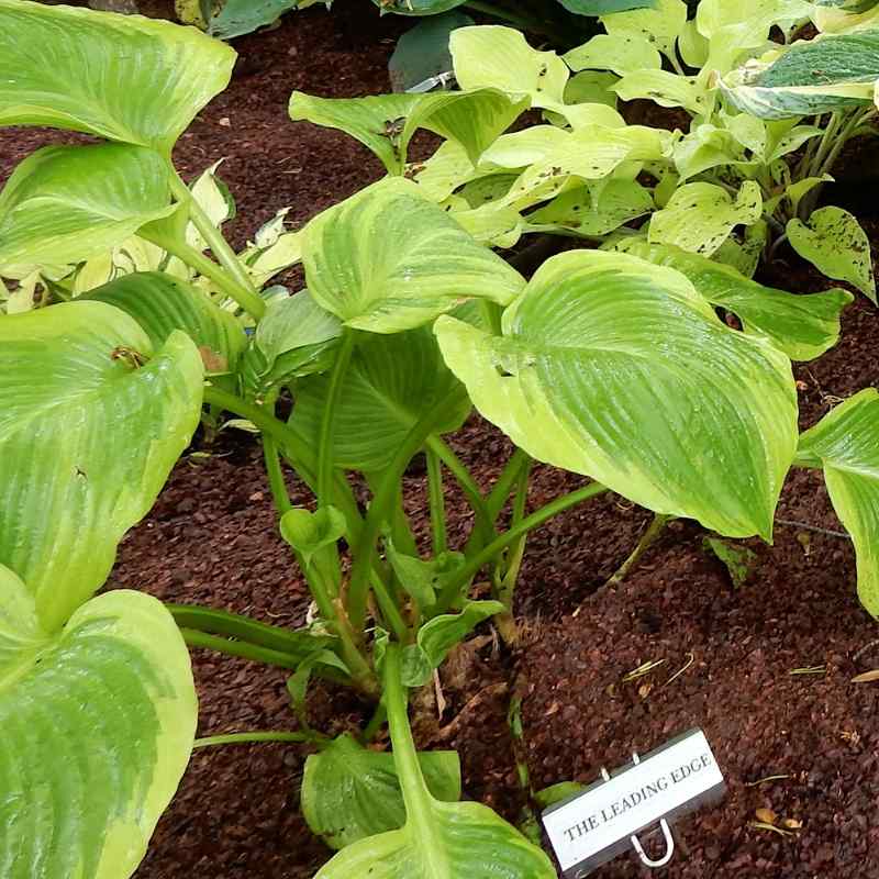 Hosta ‘The Leading Edge’