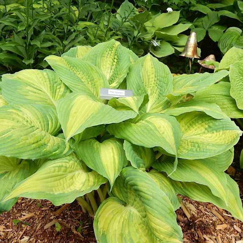 Hosta ‘The Queen’