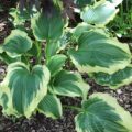 Hosta Thrills and Frills