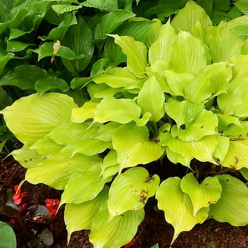 Hosta ‘Tickle Me Pink’