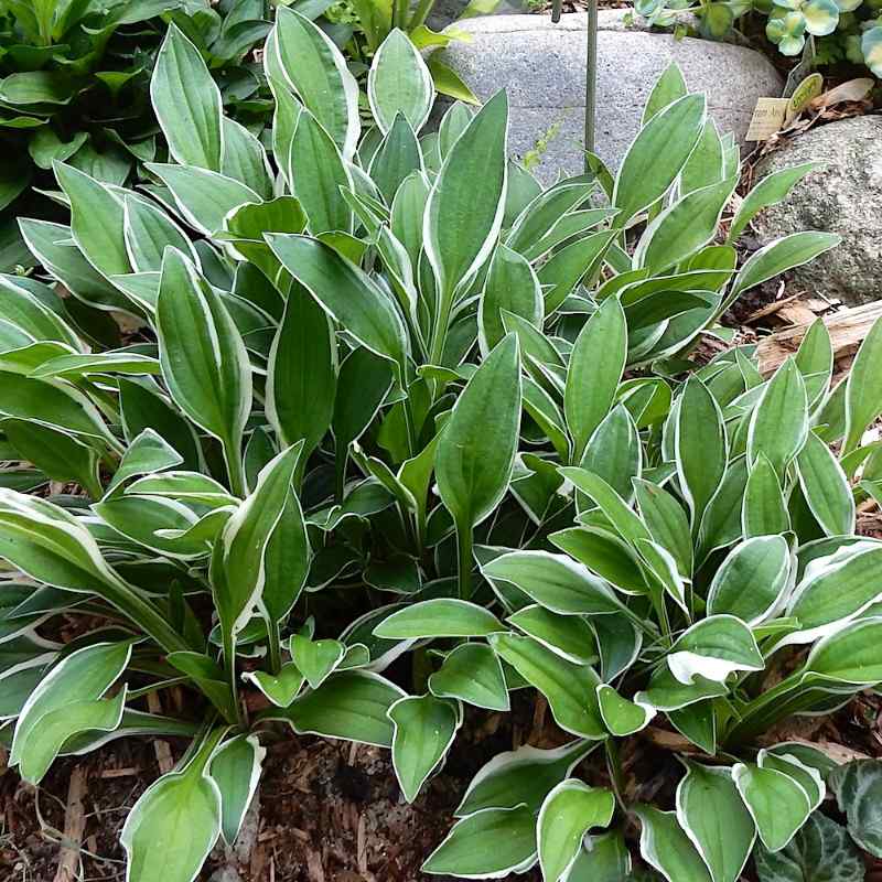 Hosta ‘Tiddlywinks’