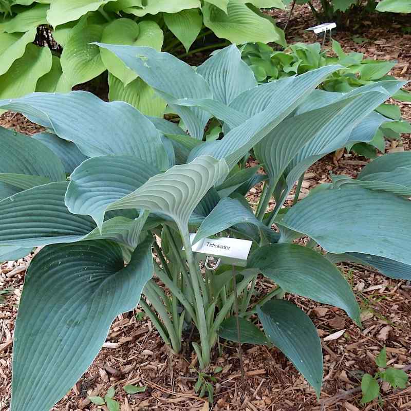 Hosta ‘Tidewater’