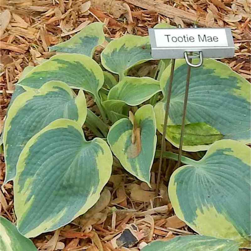 Hosta ‘Tootie Mae’